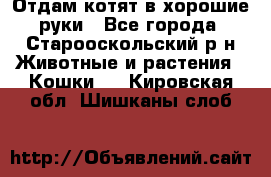 Отдам котят в хорошие руки - Все города, Старооскольский р-н Животные и растения » Кошки   . Кировская обл.,Шишканы слоб.